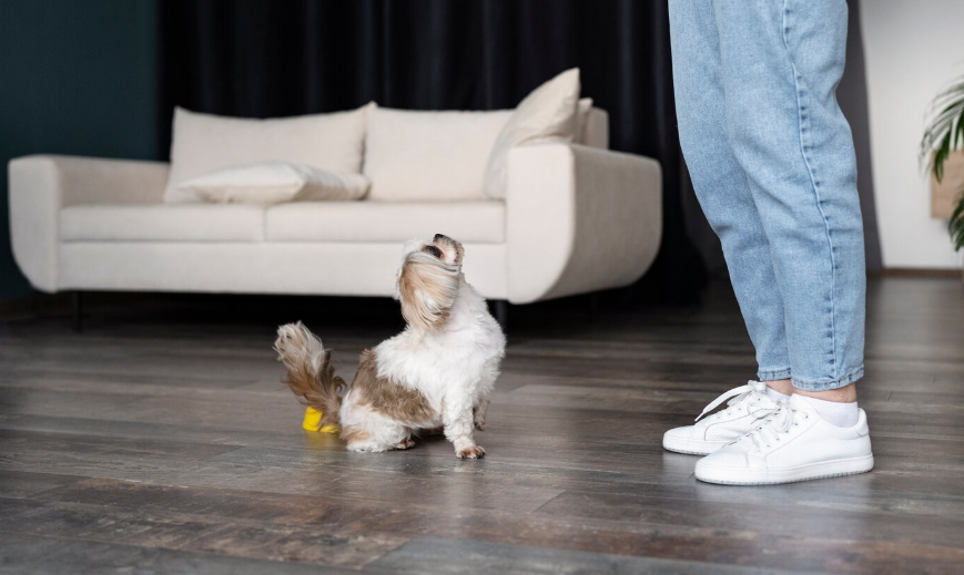 Warum riecht das Sofa durch Haustiere schneller