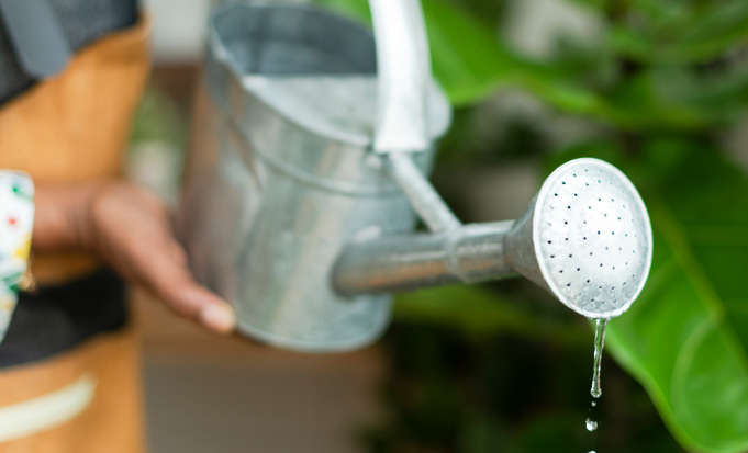 Warum bleibt zu viel Wasser im Übertopf gefährlich