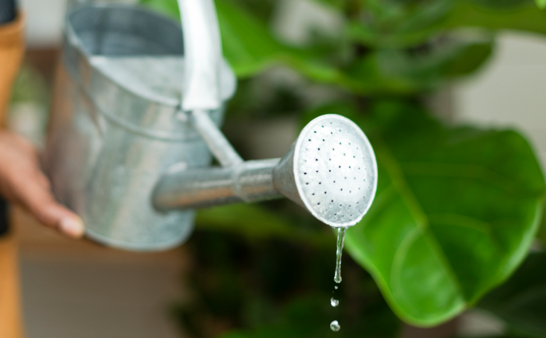 Warum entstehen braune Blattspitzen durch kalkhaltiges Wasser