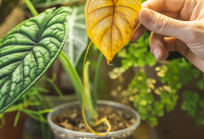 Warum sehen Zimmerpflanzen nach dem Kauf blass aus