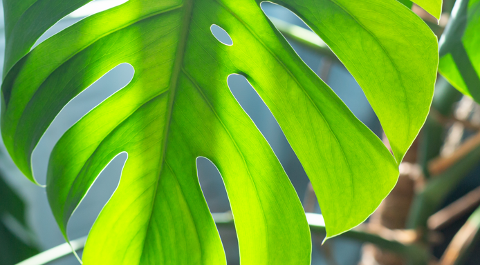 Warum bekommen neue Monstera-Blätter keine Schlitze