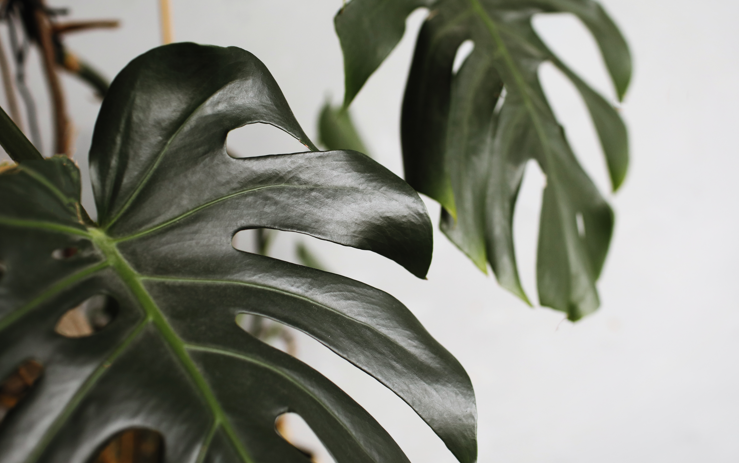 Warum bekommt die Monstera Blattprobleme