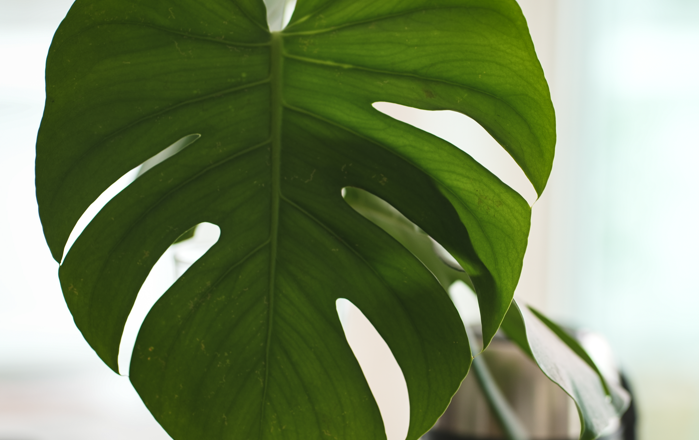 Warum bekommt die Monstera Thripse