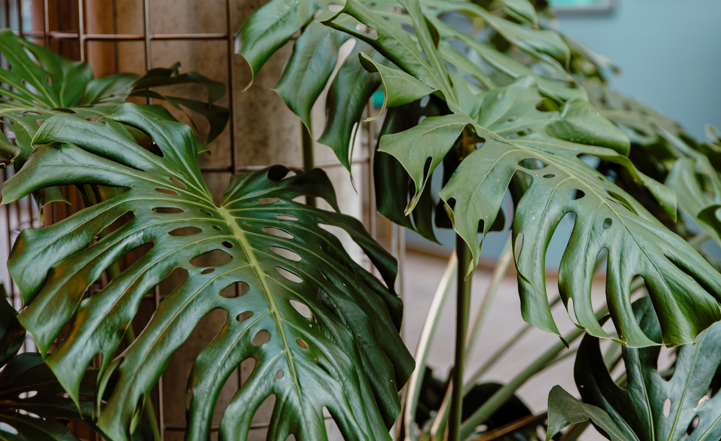 Warum bekommt die Monstera braune Blattspitzen