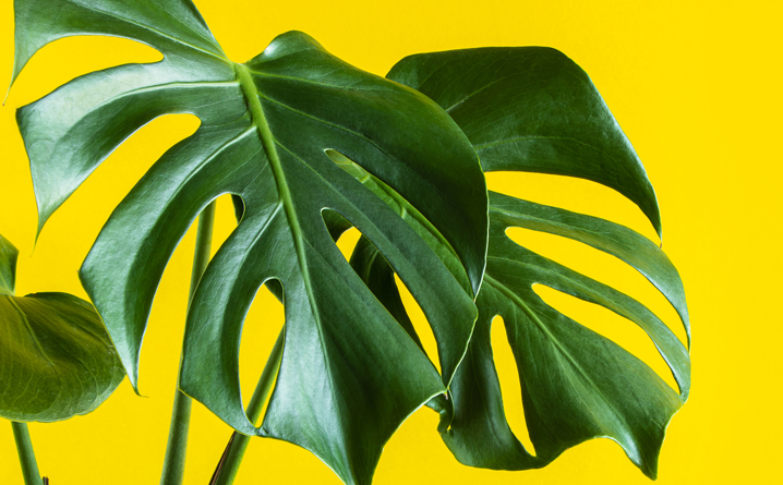 Warum bekommt die Monstera braune Flecken