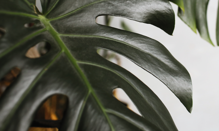 Warum bekommt die Monstera gelbe Blätter