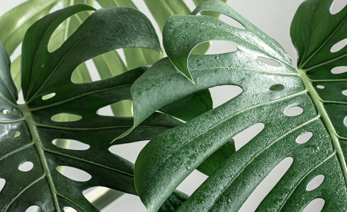 Warum bekommt die Monstera nach dem Umtopfen Probleme