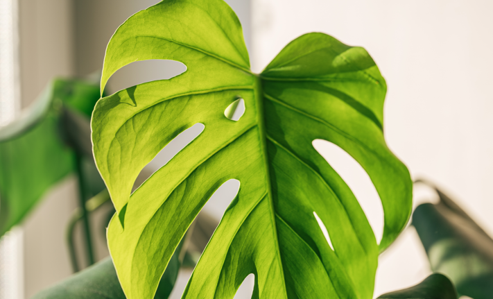 Warum hängen die Blätter der Monstera