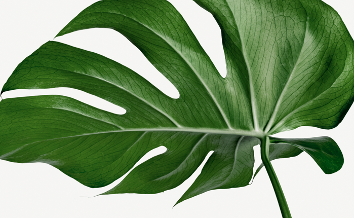 Warum rollen sich Monstera-Blätter ein