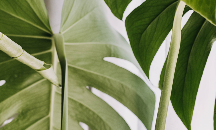 Warum verliert die Monstera untere Blätter