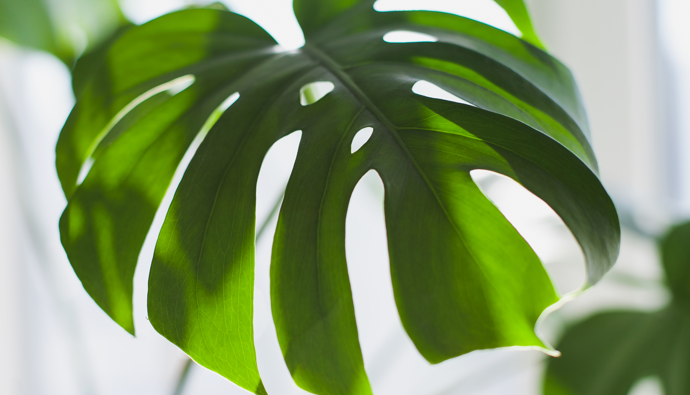 Warum werden Monstera-Blätter kleiner